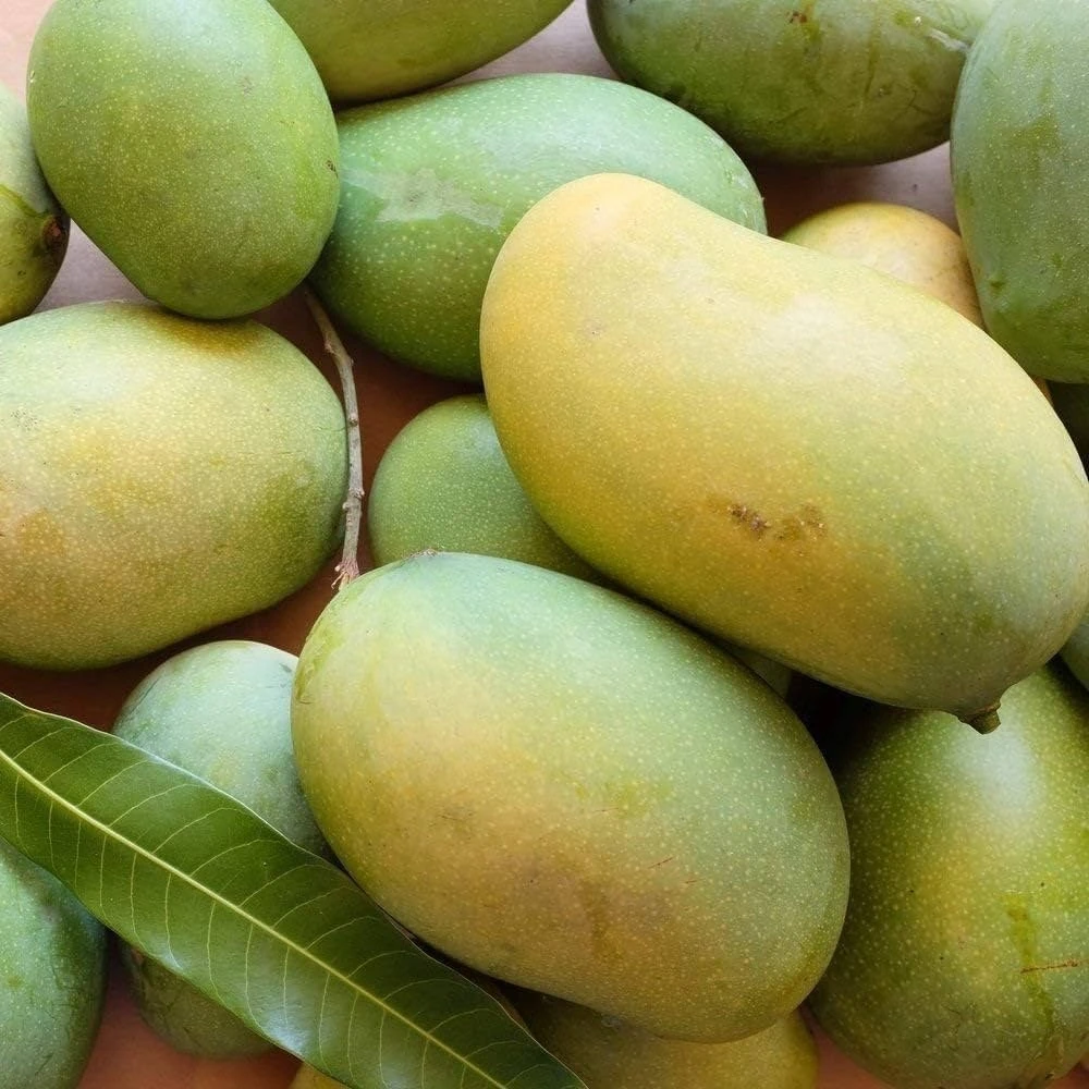 Amropali Mango