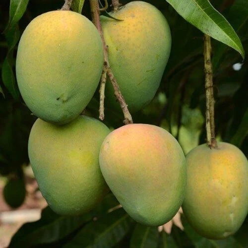 হাড়িভাঙ্গা আম (Haribhanga Mango)